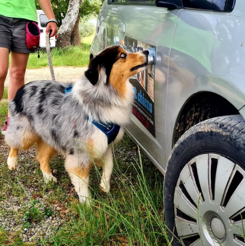 Vanessa et son chien en activite