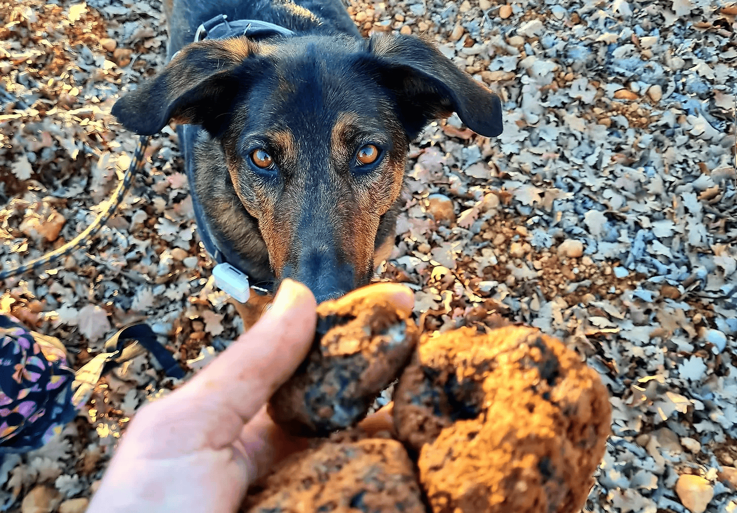 Cavage - Recherche de truffes