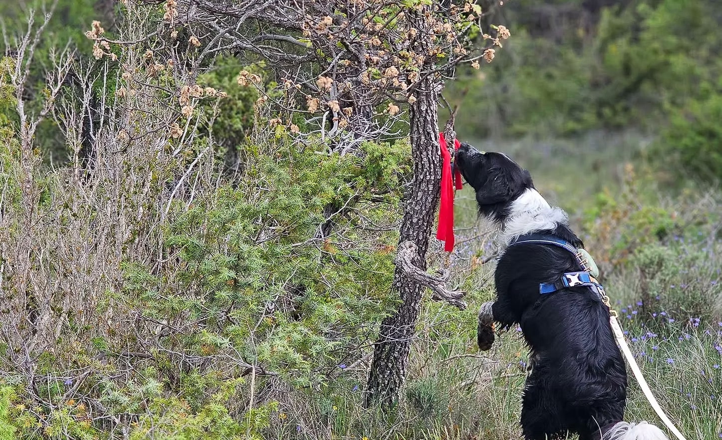 Balade et Jeux de Flair