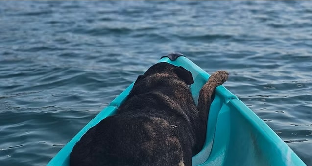 L'initiation Cani-Kayak