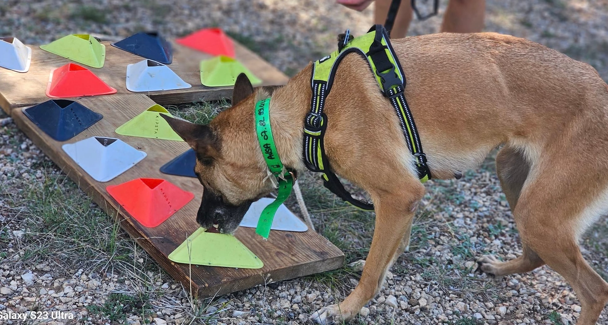 Cavage Truffier - Partie 1