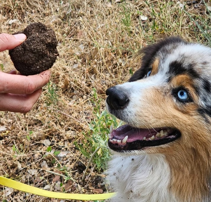 Cavage Truffier - Partie 2