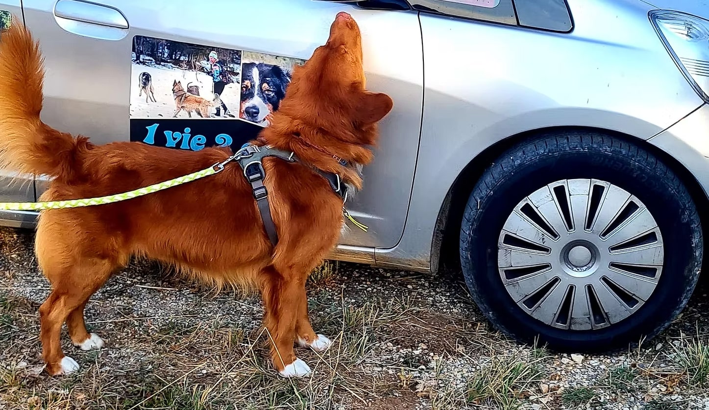 Hunting Games : Partie 2 - Recherche sur véhicules