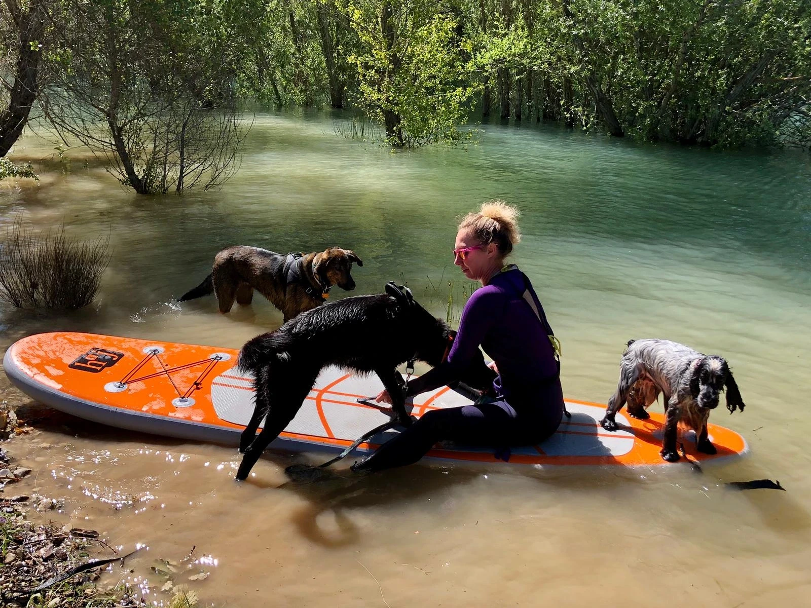 Vanessa sur un paddle entouré de 3 chiens dans l'eau / sur la planche
