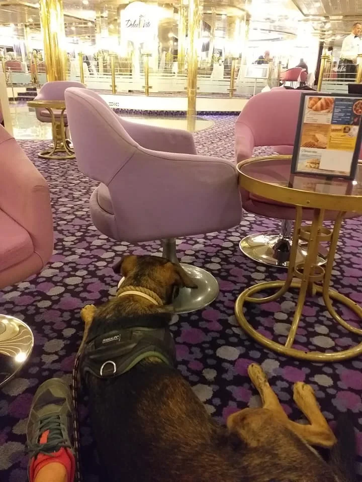 Sia alongée au pied d'une table de restaurant