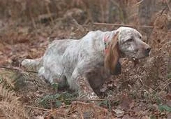 Chien de chasse qui suit une piste dans la forêt