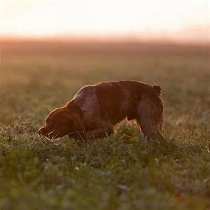 Chien qui suit une piste dans un champ