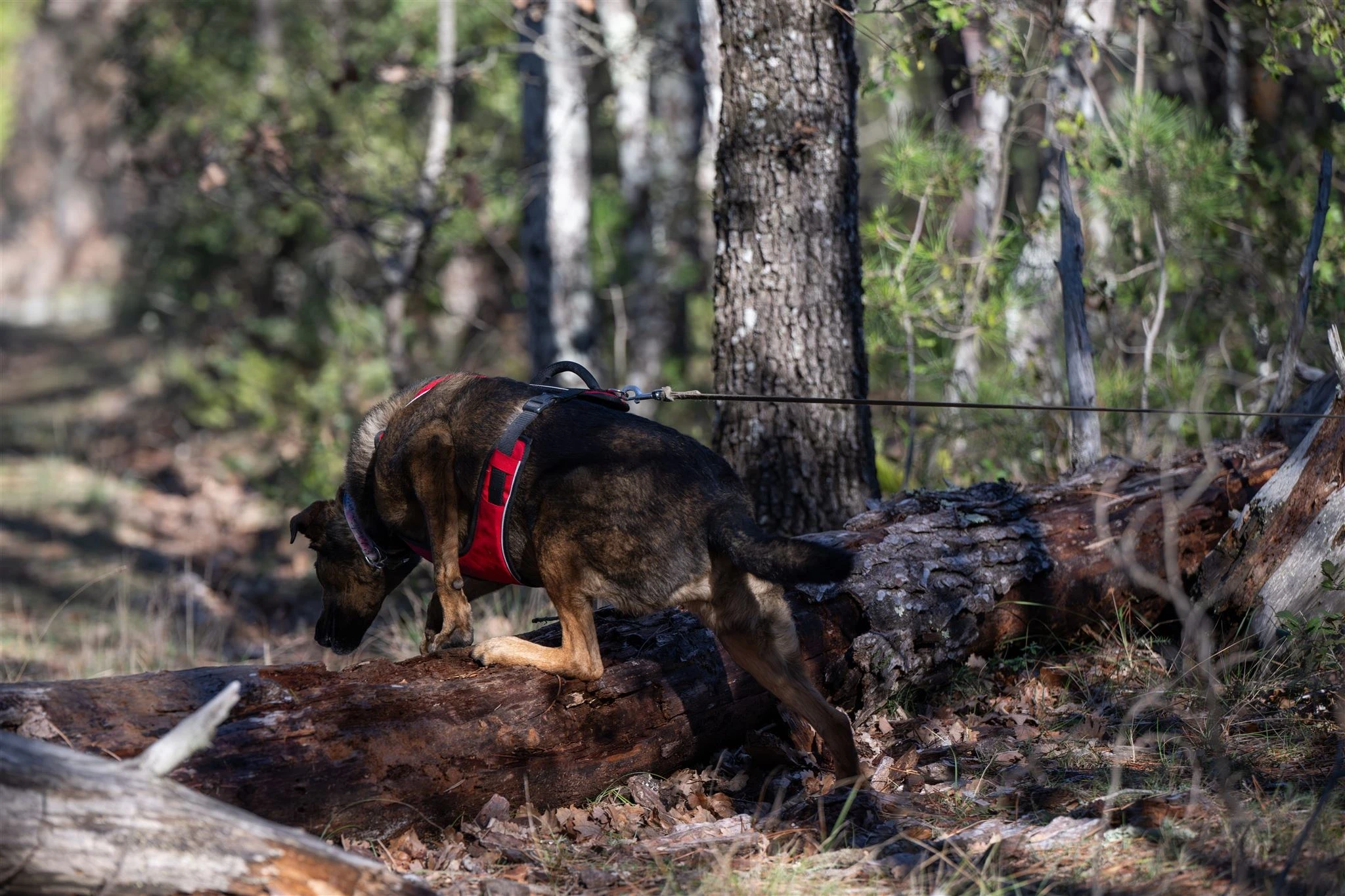 Sia en laisse qui passe au dessus d'un tronc d'arbre