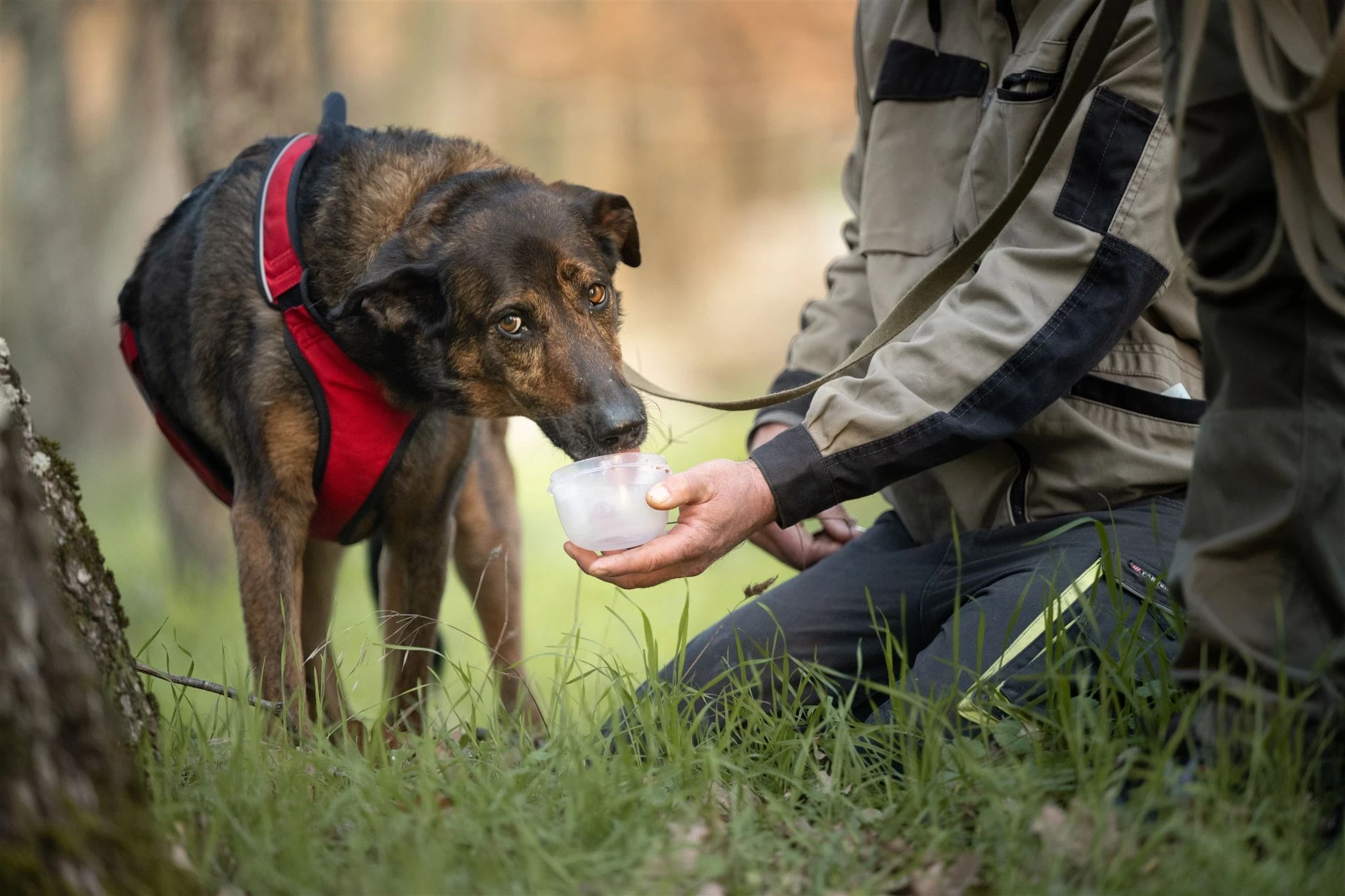Sia qui savoure une récompense
