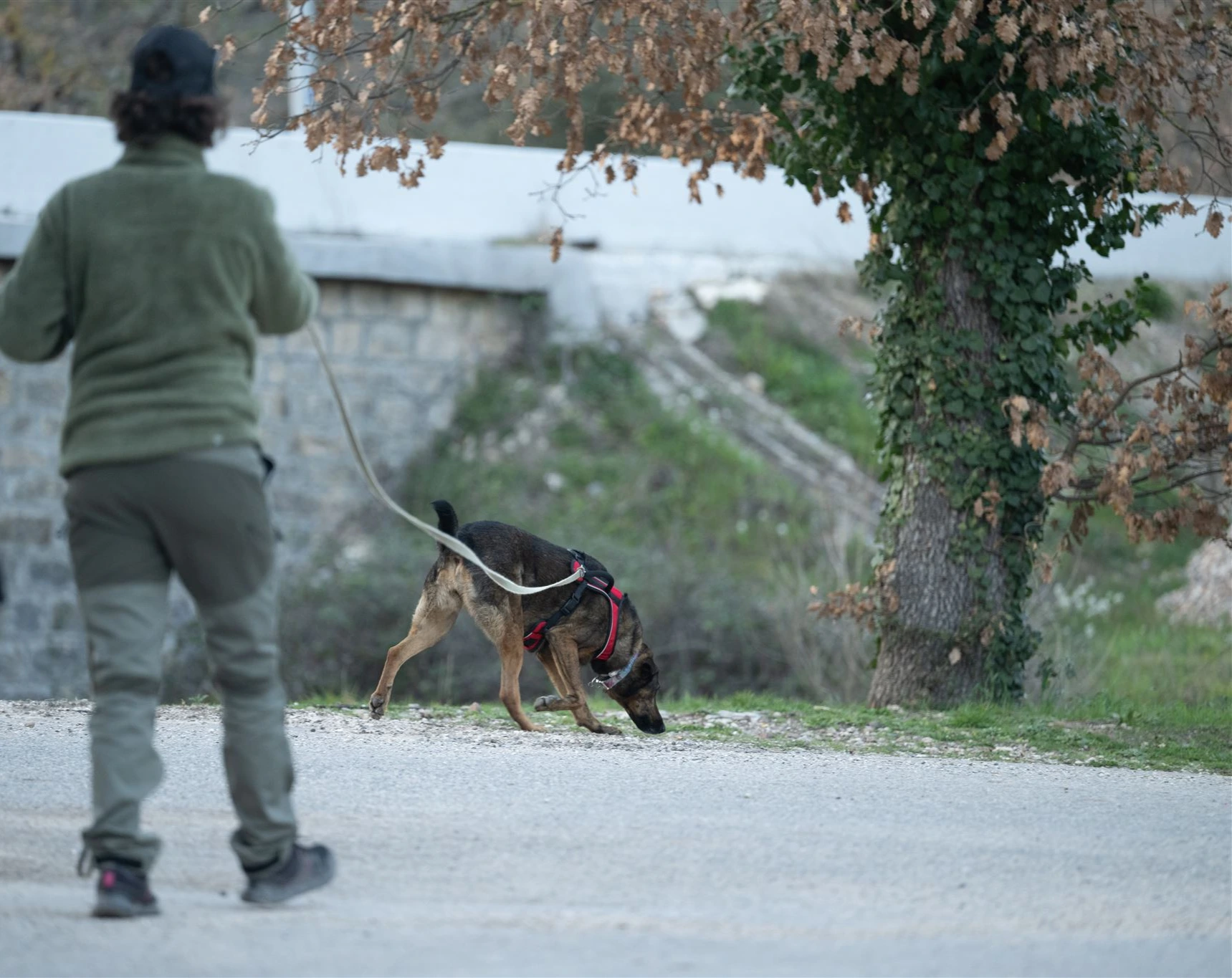 Le Mantrailing : une activité enrichissante qui transforme votre chien.