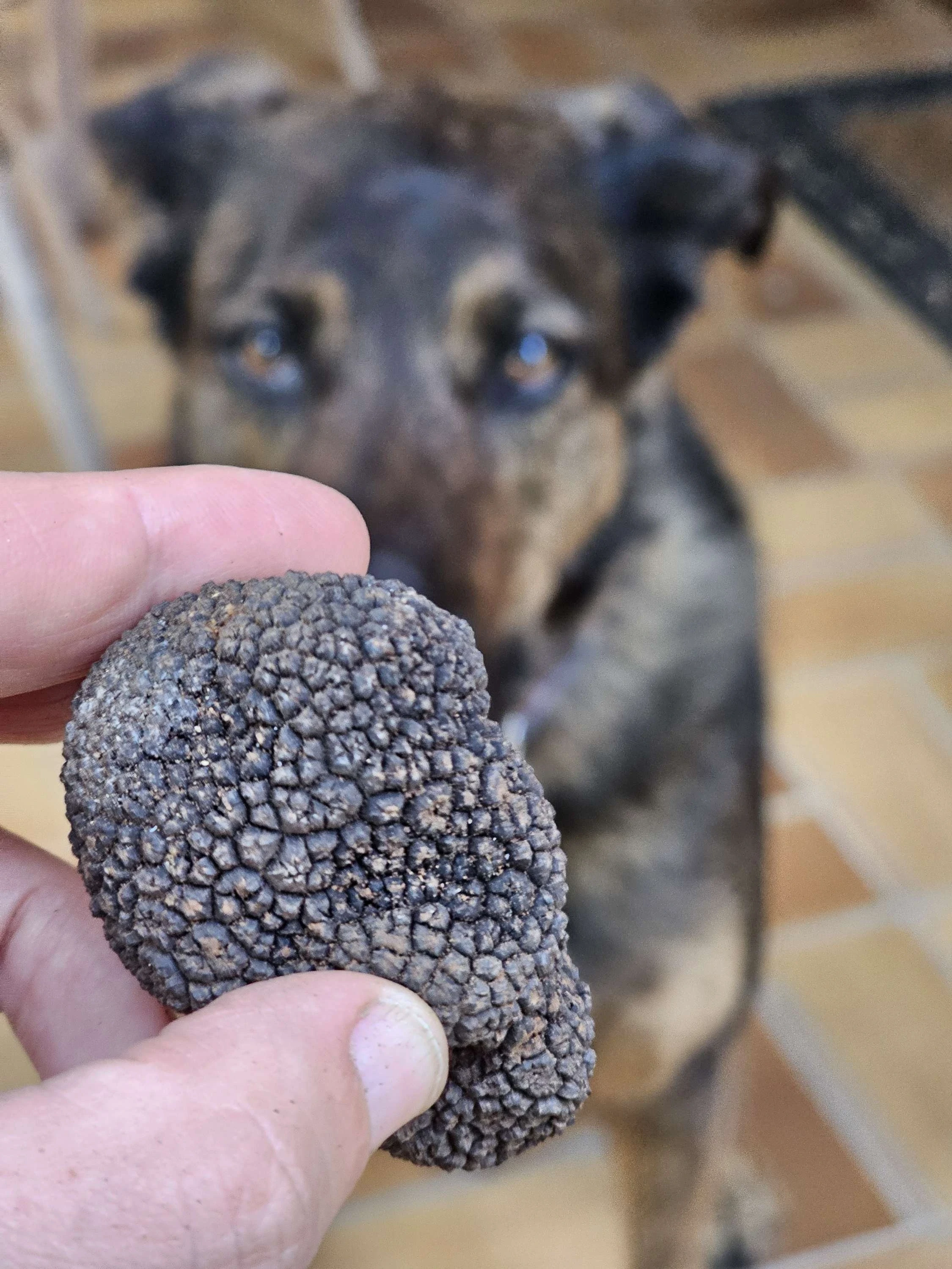 Vanessa qui montre une truffe qu'elle a dans la main à SIA