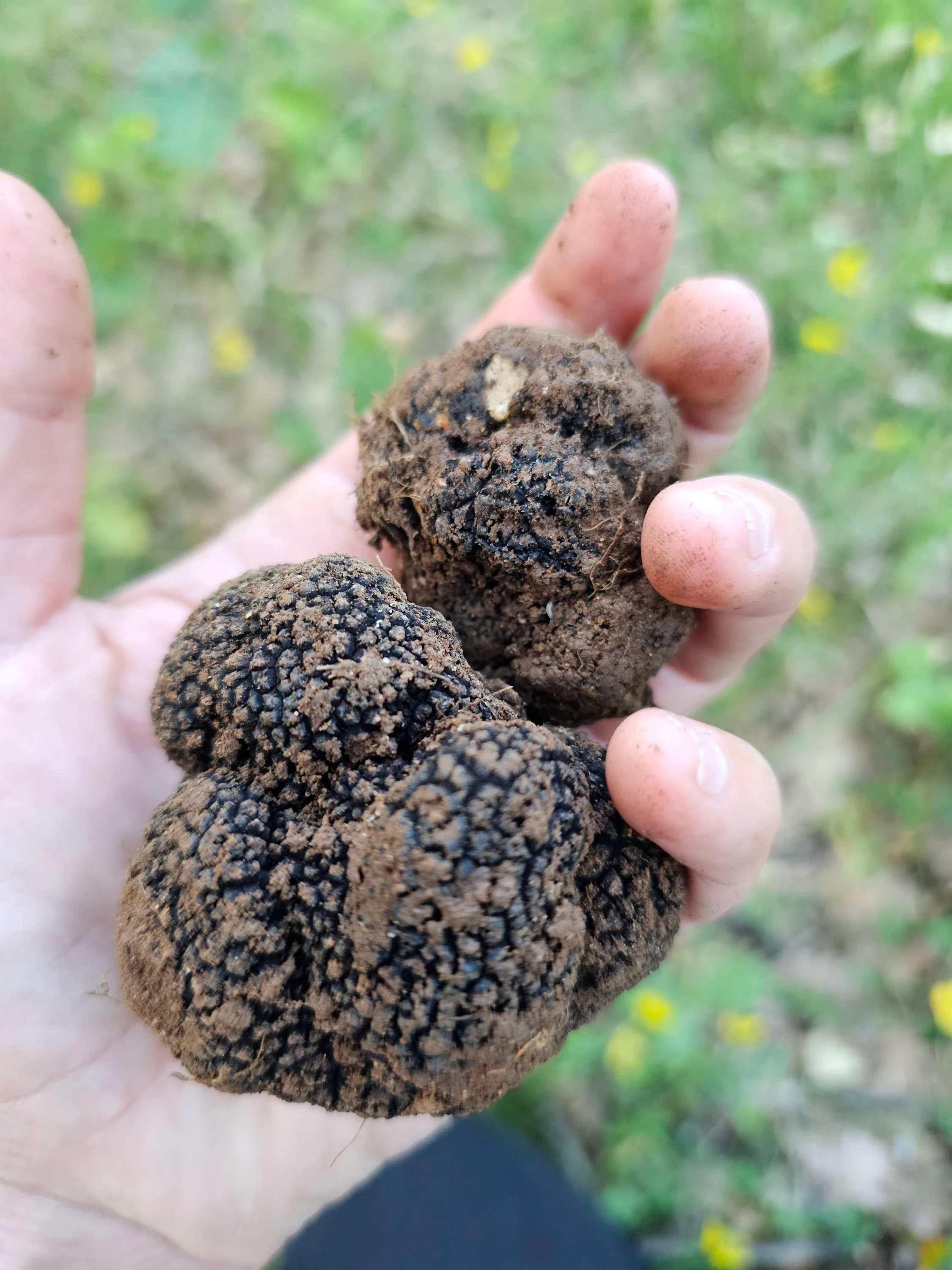 Deux belles truffes dans la main de Vanessa