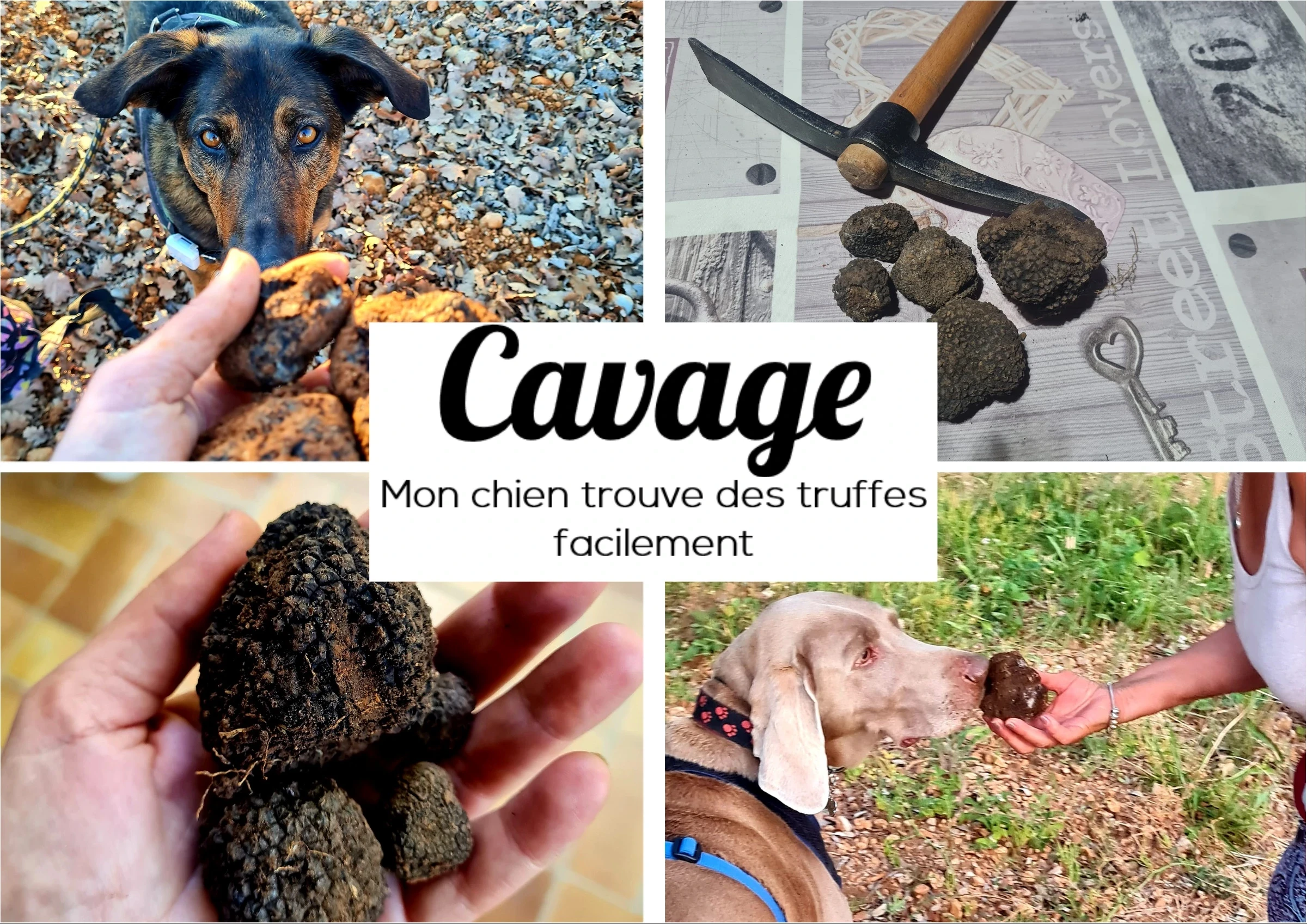 Affiche de la formation Cavage d'1vie2chiens