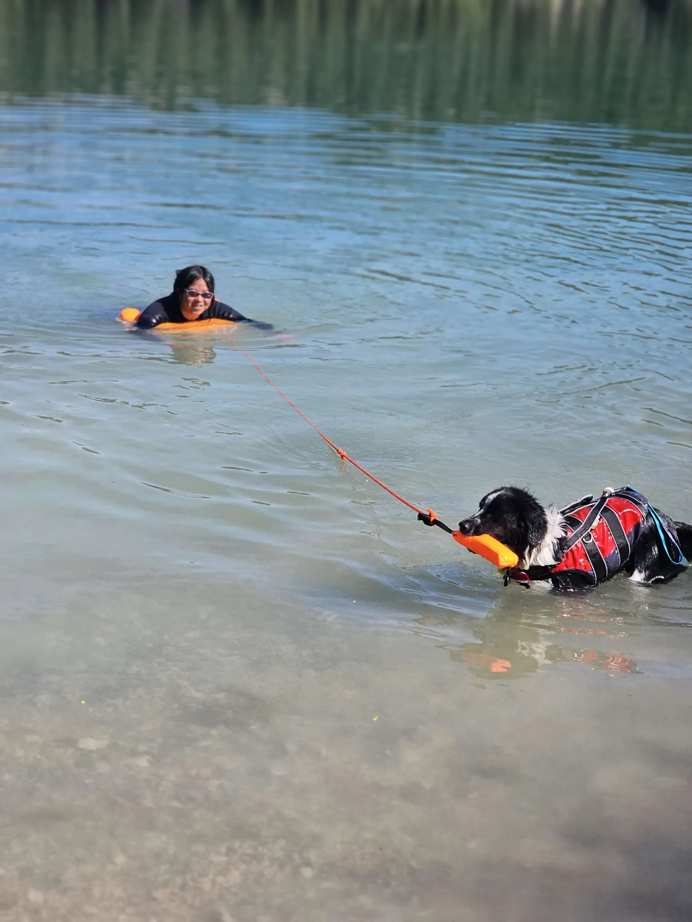 Un chien dans l'eau qui tire une élève entourée d'une bouée