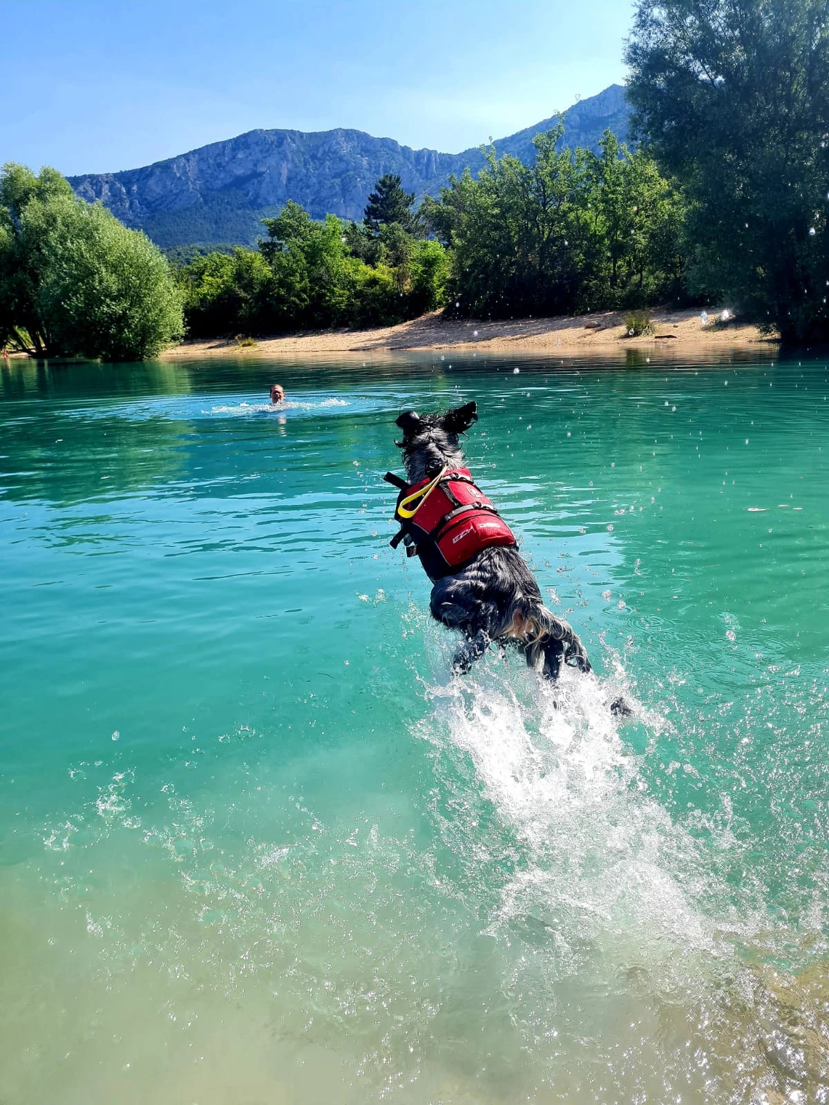 Pourquoi le sauvetage en eau est l’activité idéale pour votre chien cet été ?