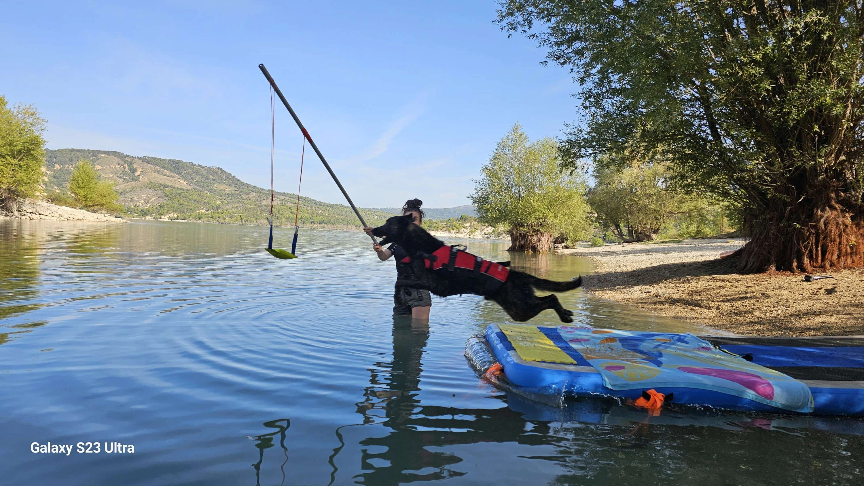 Le Dock Diving : une activité aquatique spectaculaire pour chiens énergiques et passionnés !