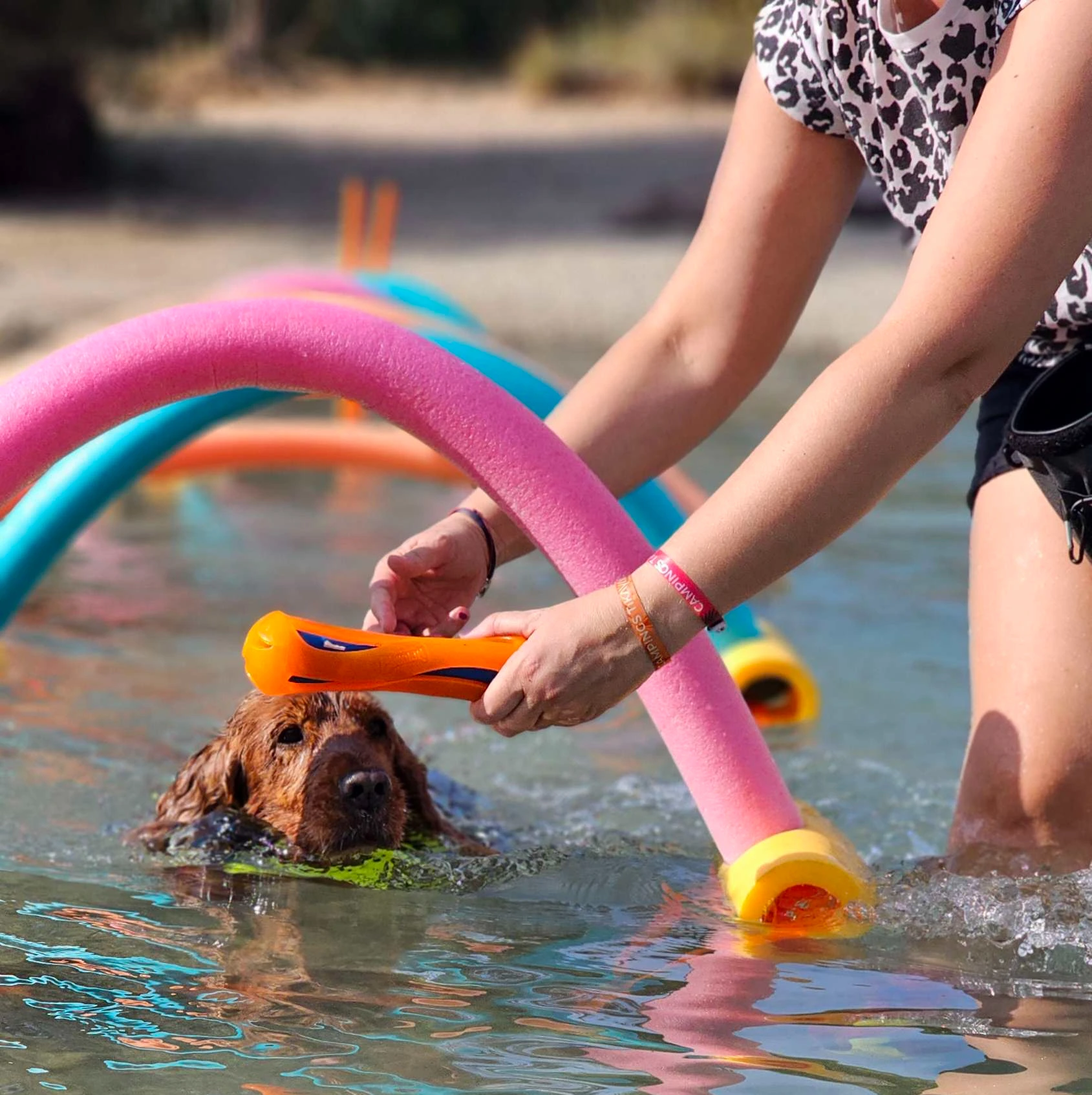 Le Parcours Flottant : une activité aquatique fun, unique et pleine de bienfaits pour votre chien !