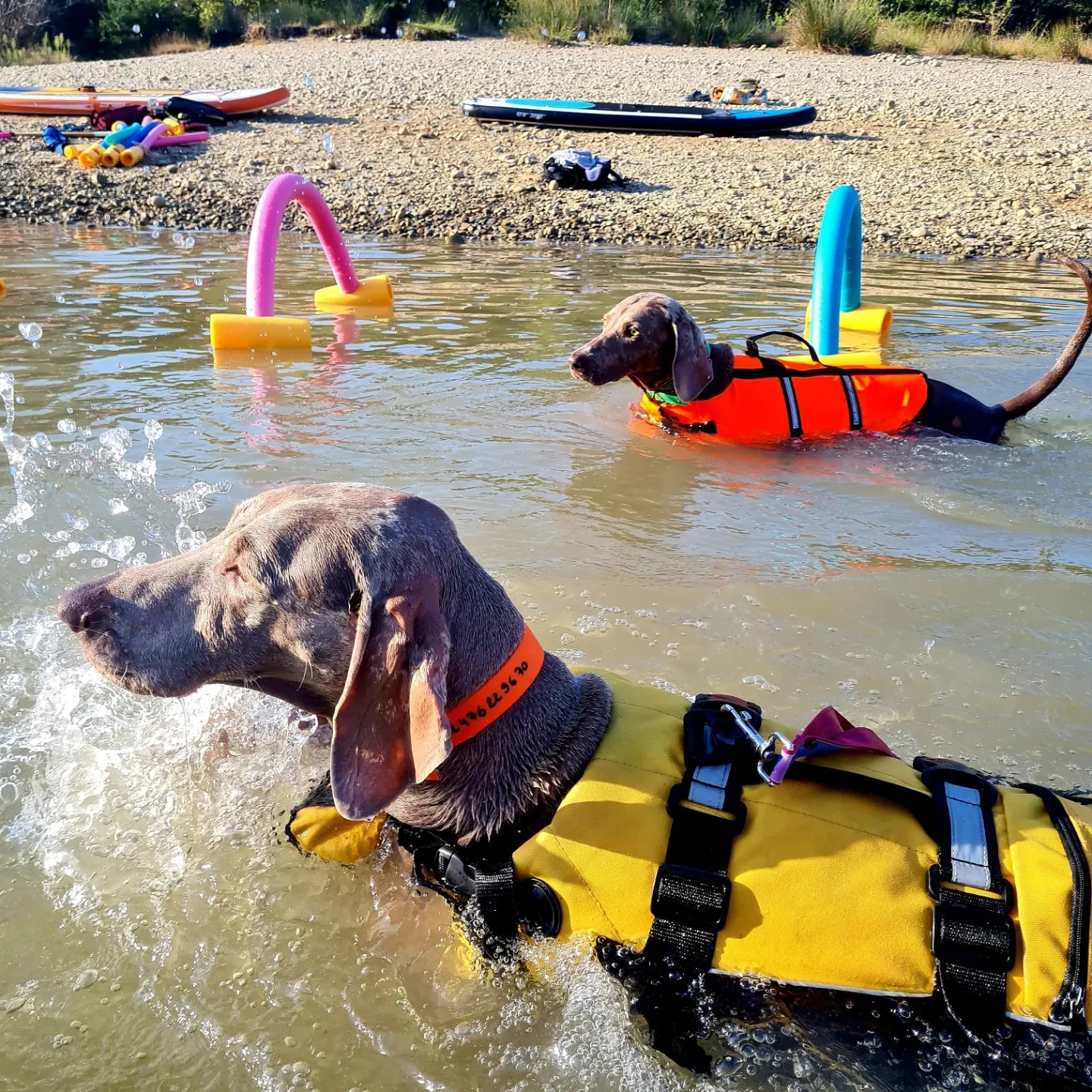 Mon chien n’aime pas l’eau : comment l’aider à changer d’avis en douceur ?