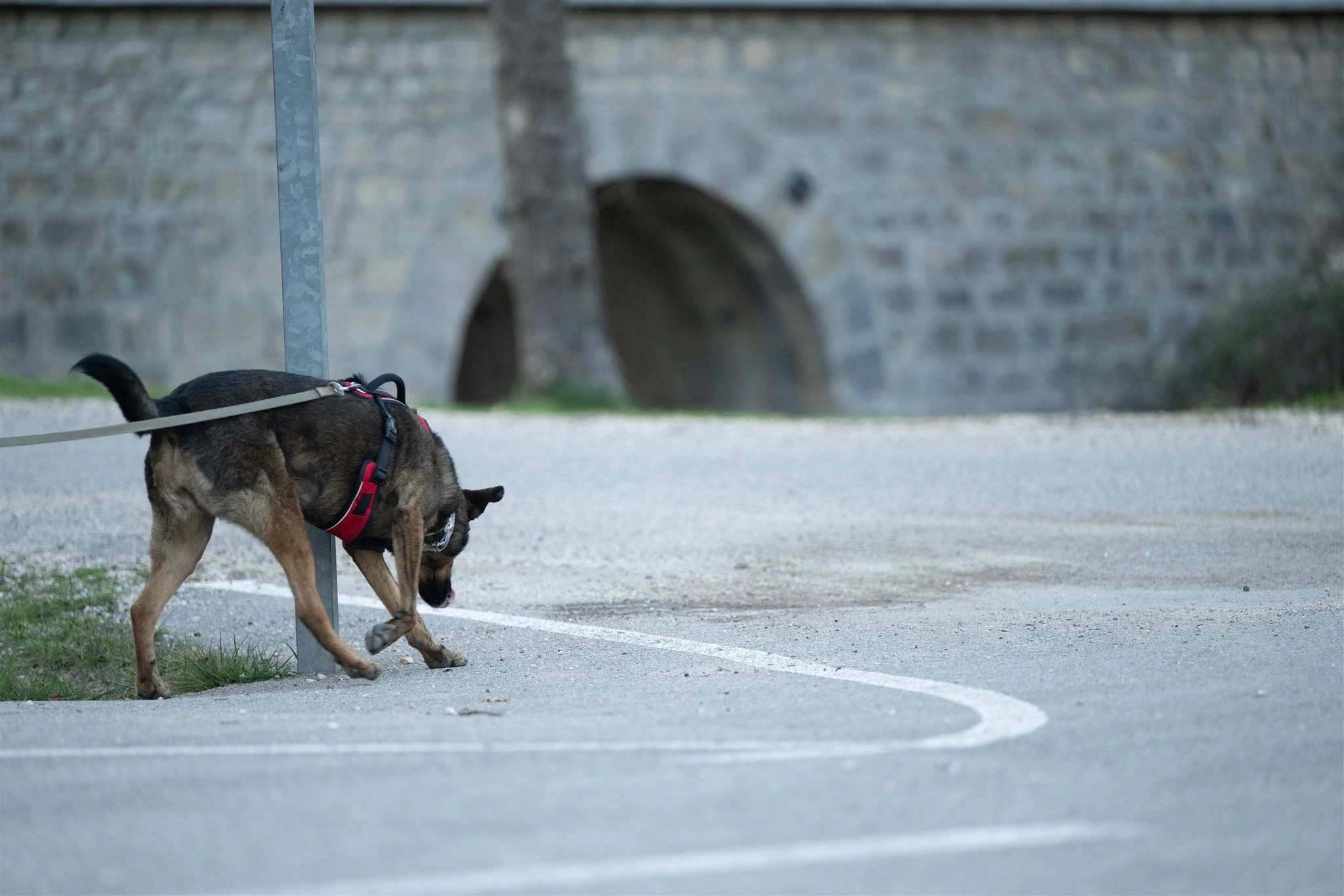 Sia suit une piste attentivement