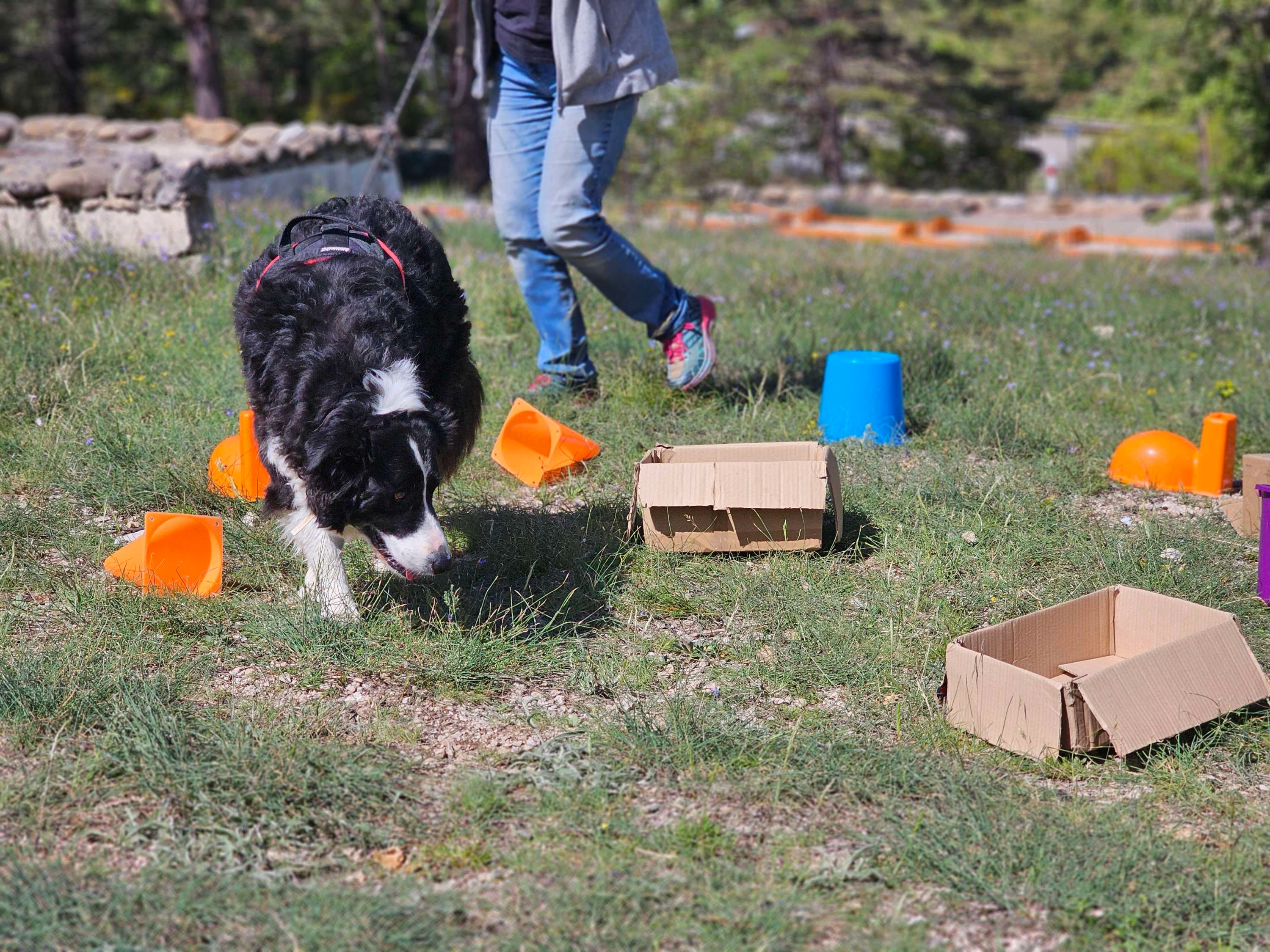 Le besoin d’utilité chez le chien : un facteur clé pour son équilibre et son comportement !