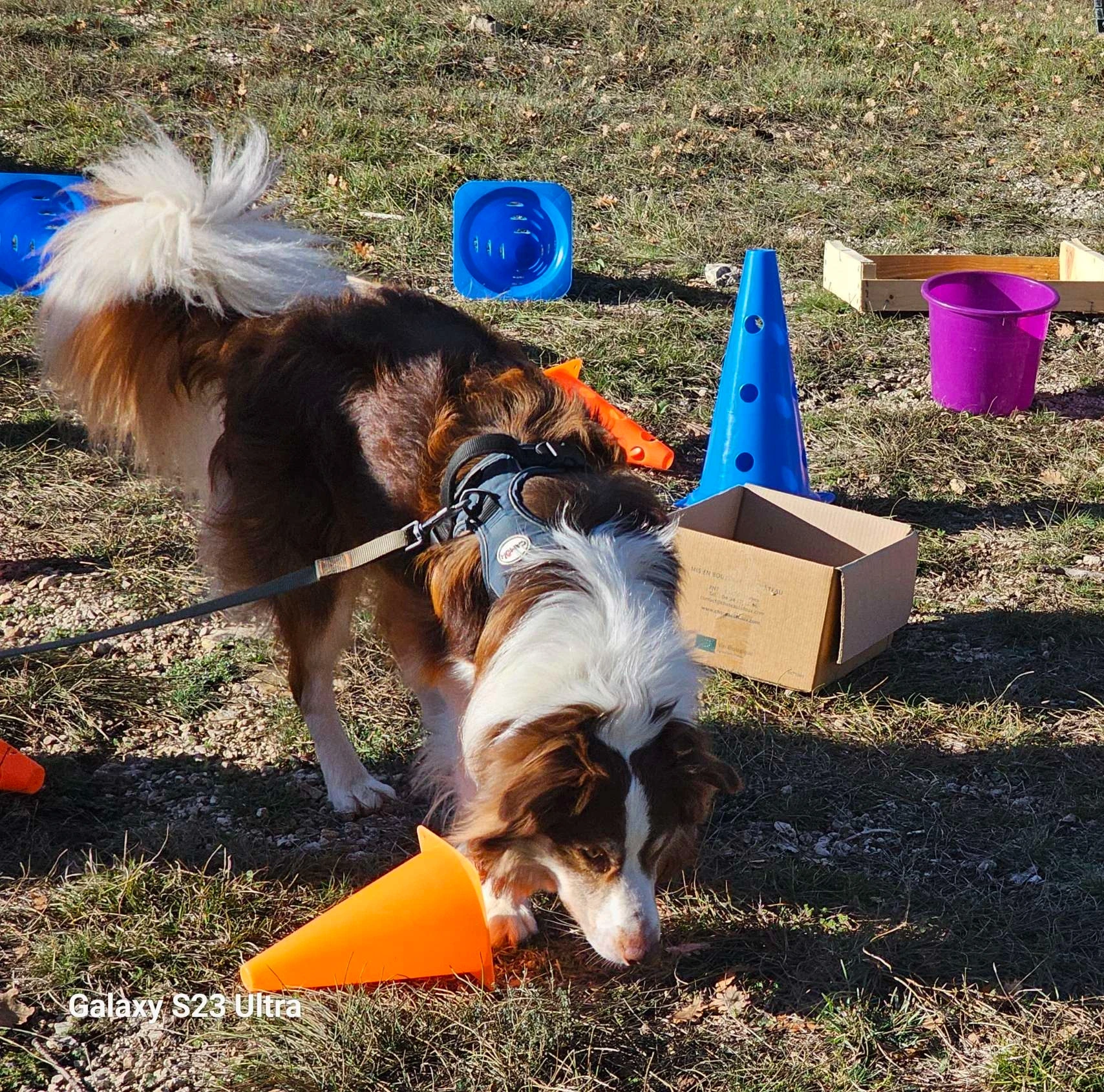 Un berger Australien qui sent une odeur