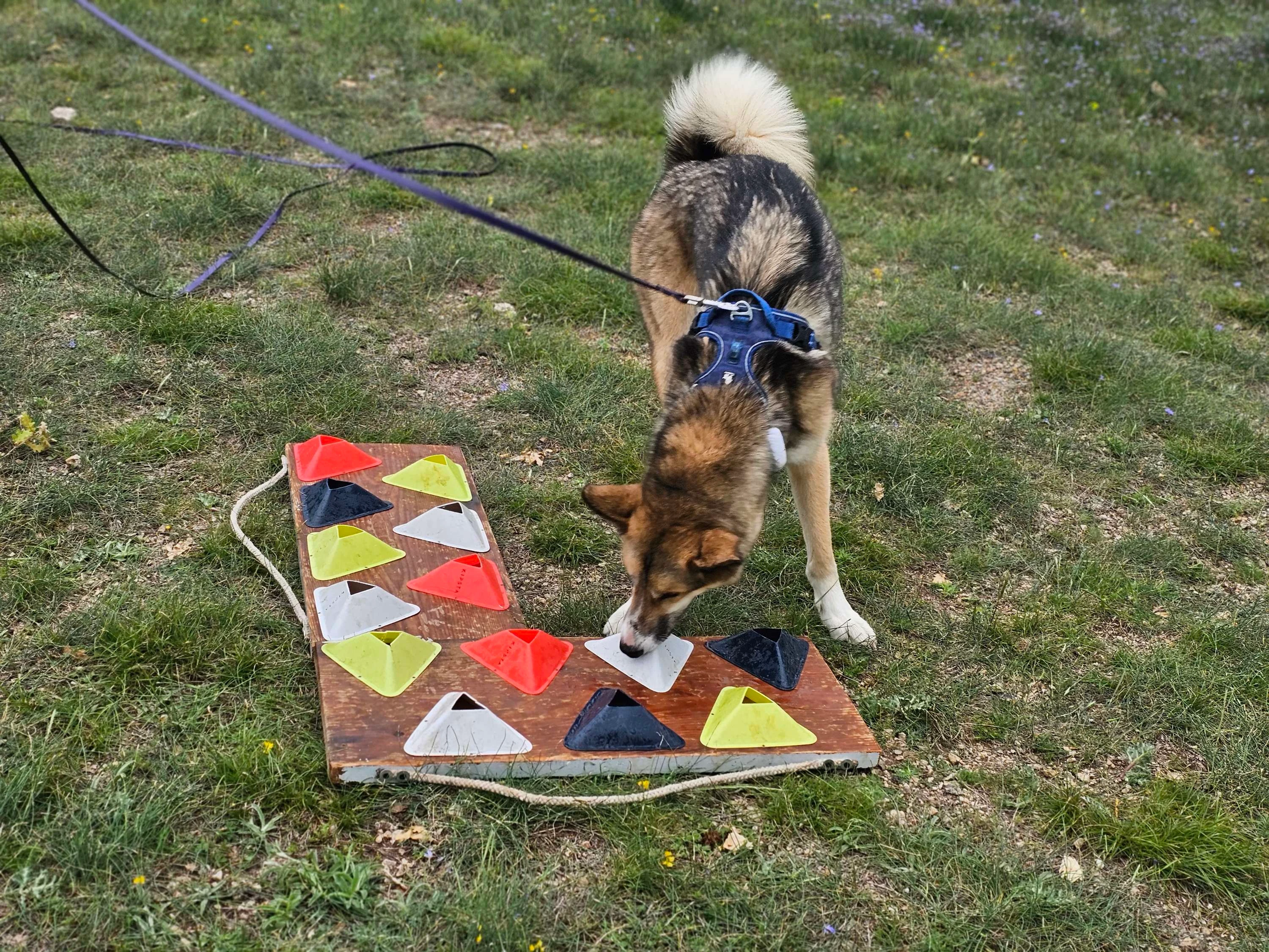 Un chien renifle une odeur sur une "planche de travail"