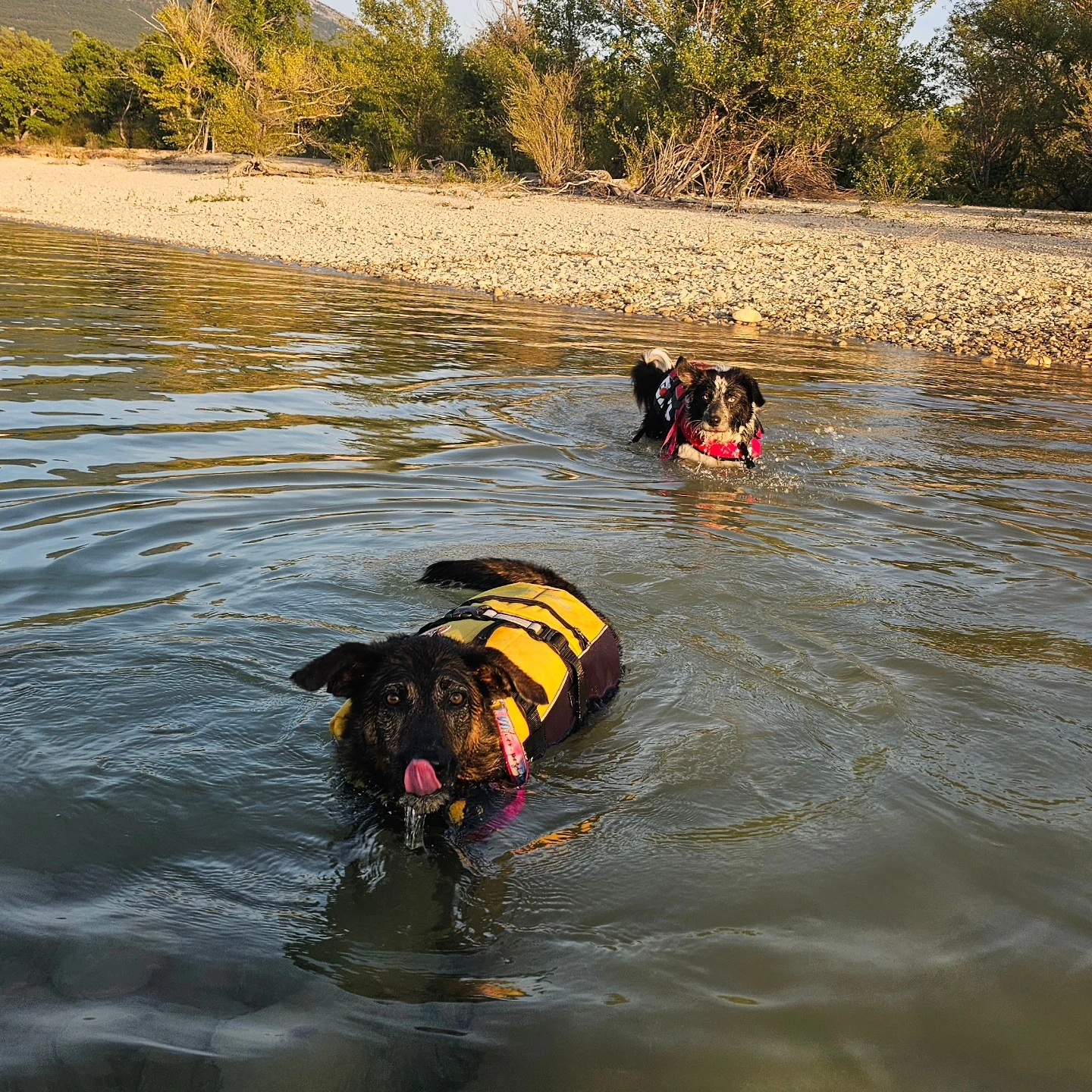 Sia et le chien d'un élève dans l'eau