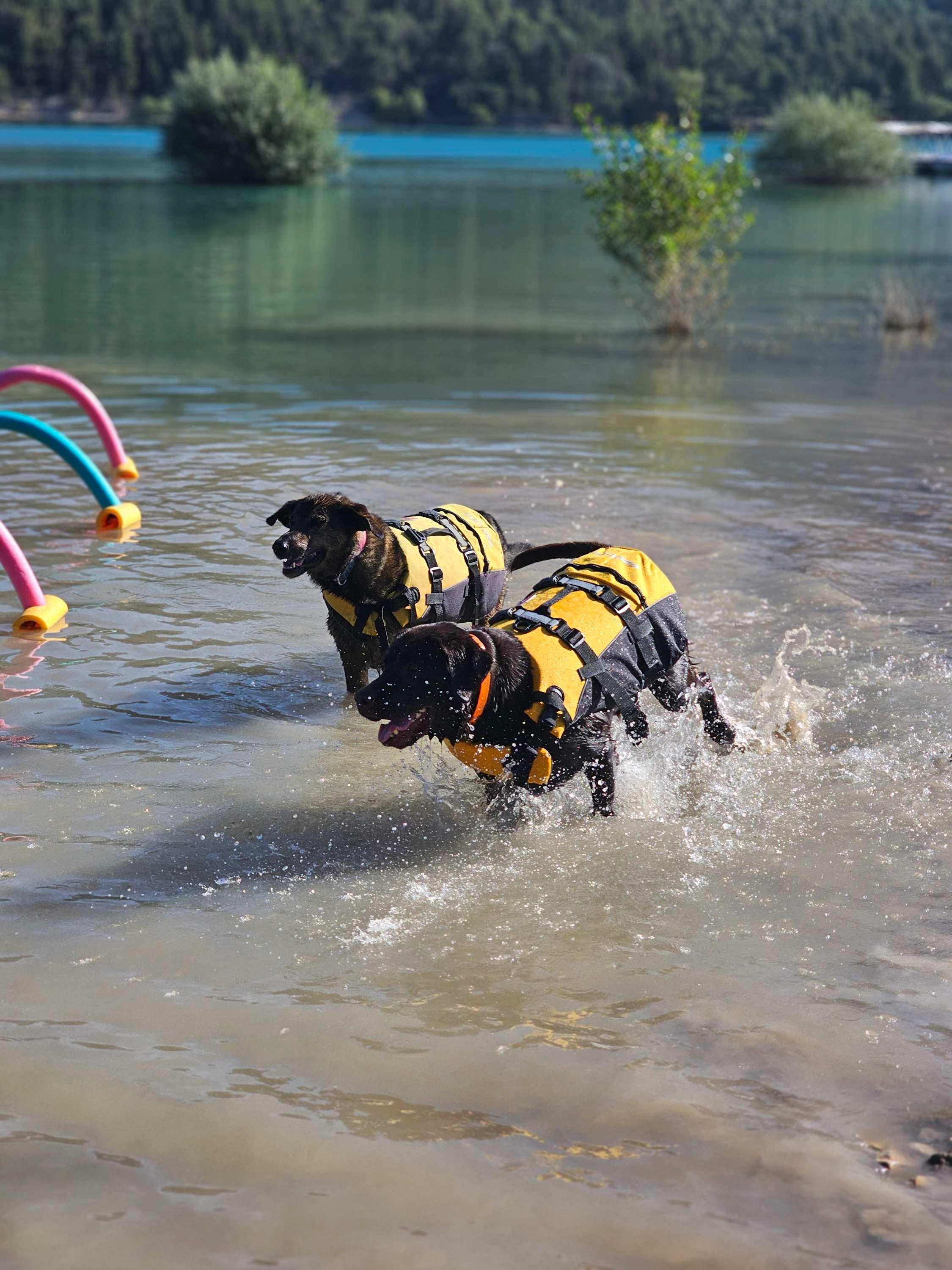Activités aquatiques pour chiens : un trésor de bien-être, de confiance et de complicité