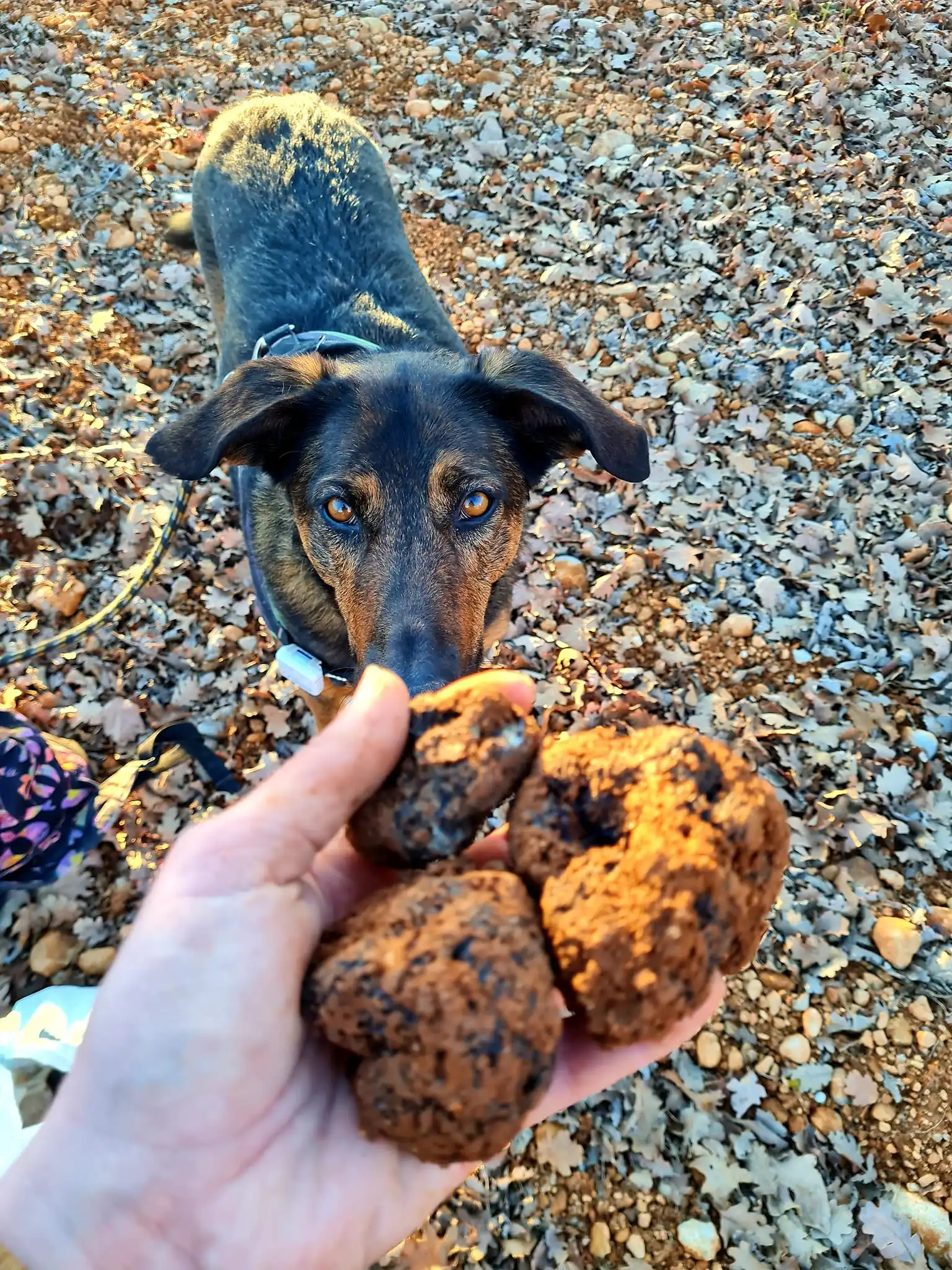 Cavage truffier : et si ton chien te guidait vers les trésors de la nature ?