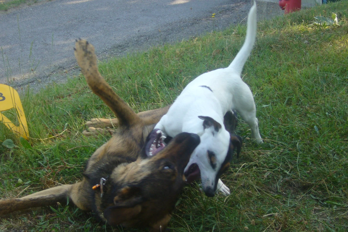 Deux chiens qui jouent à la bagarre
