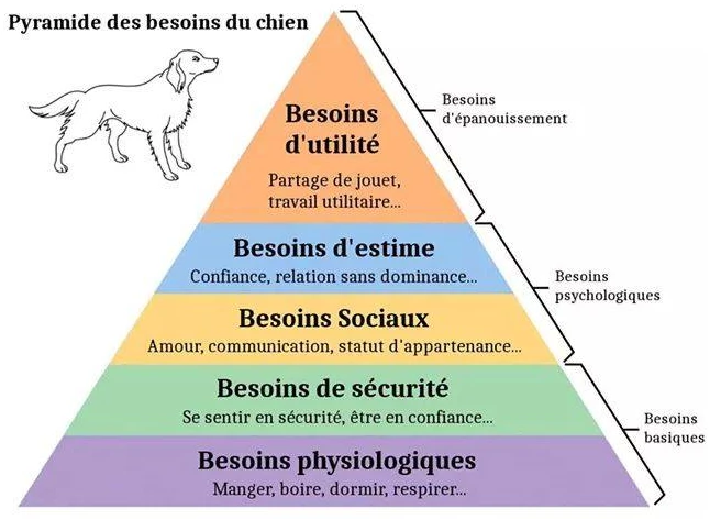 Pyramide des besoin du chien