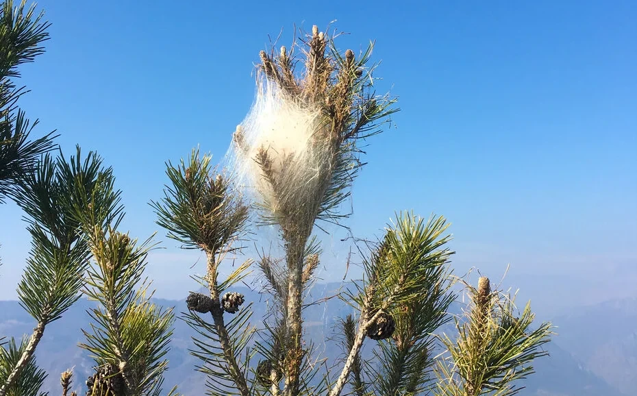 Cocon de chenilles processionaires