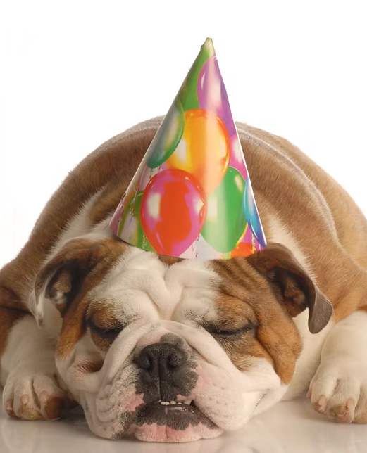 Votre chien est-il prêt pour le réveillon de la St Sylvestre ???