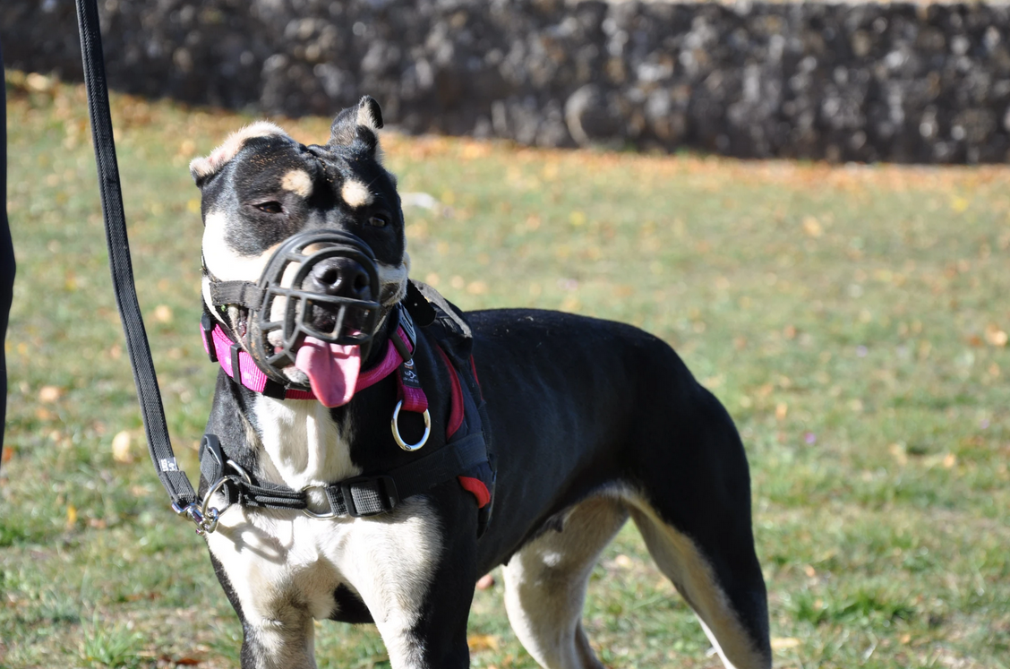 Le Port de la Muselière : Tout un Apprentissage !