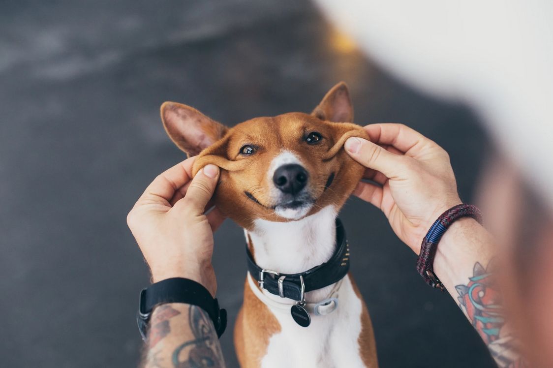 Mon chien : Comprendre et respecter ses besoins .