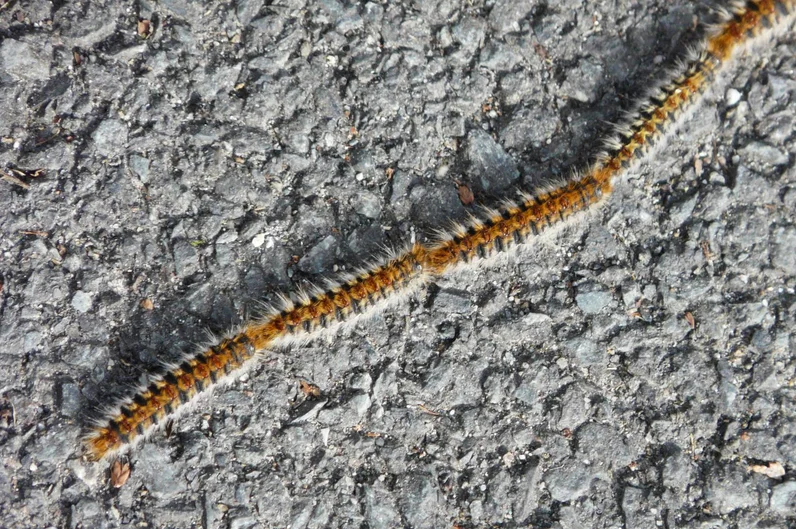 Chenilles processionnaires : Un grand danger pour nos chiens !