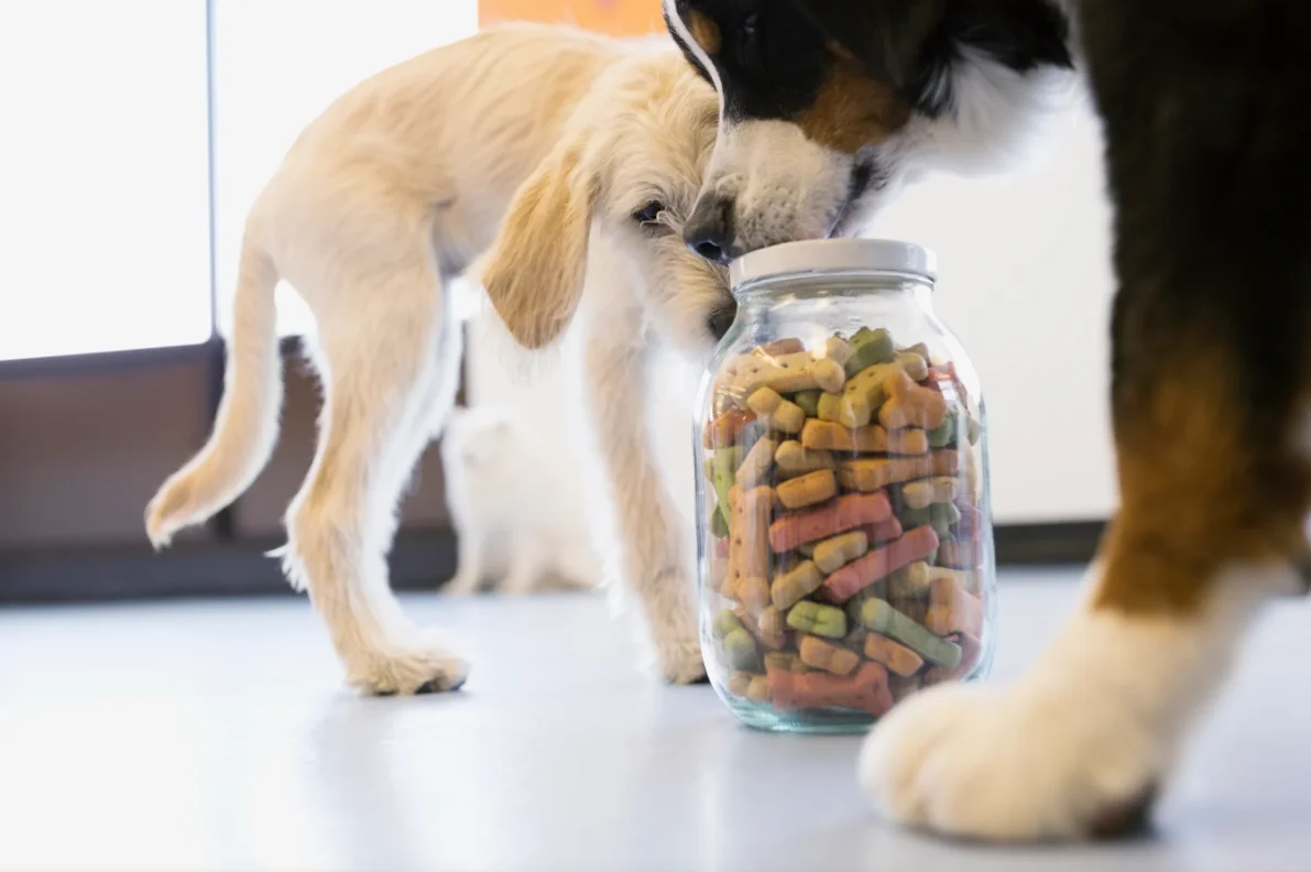 Cuisinez vous-même les friandises de votre chien !