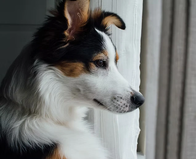 Nos chiens pendant le confinement