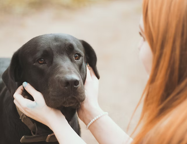 La dominance inter-espèce