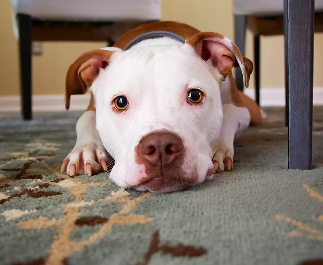 Apprentissages avec La règle des 3D