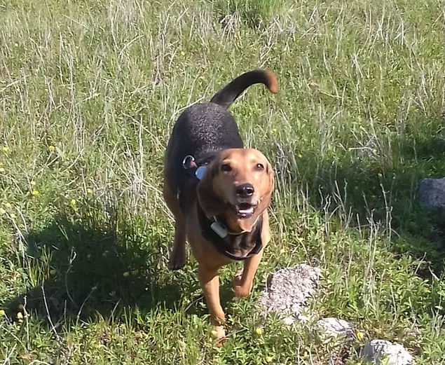 L'apprentissage du Rappel : Comment faire revenir mon chien en balade ?