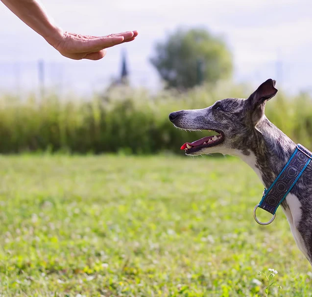 Mon chien me saute dessus! Pourquoi et comment modifier ce comportement ?