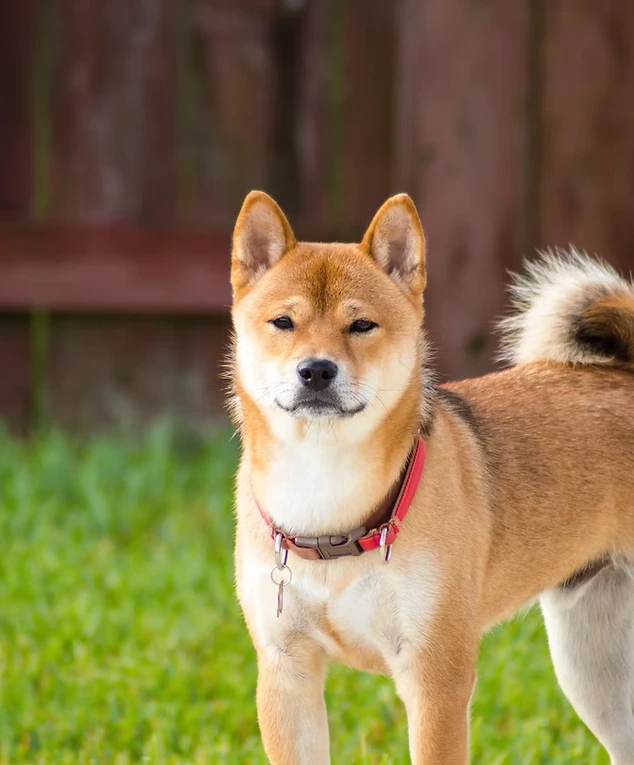 Mon chien est parti sur une piste, je ne le vois plus !   Comment prévenir et réagir dans cette situation ?