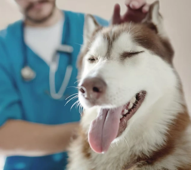 Chenilles processionnaires:  comment réagir si mon chien est entré en contact ?