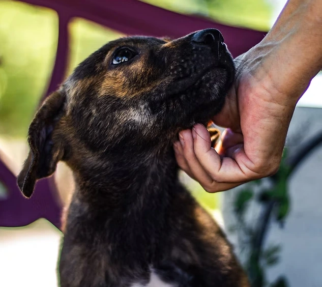 Les signaux de communication :  Savoir les comprendre et y répondre