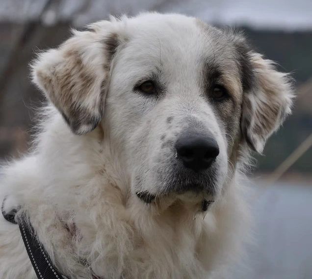 Le Patou, chien de protection :  Quel est son rôle ? Comment réagir à sa rencontre ? Les erreurs à éviter ?