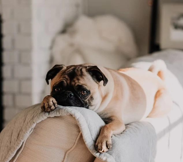 Comment apprendre la solitude à mon chien ?