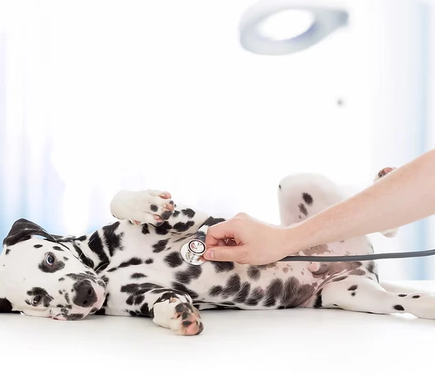 Les soins coopératifs : limiter le stress des manipulations médicale