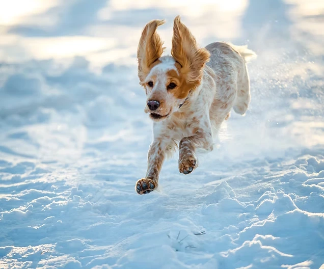Mon chien fugue !  Pourquoi et que dois-je faire ?