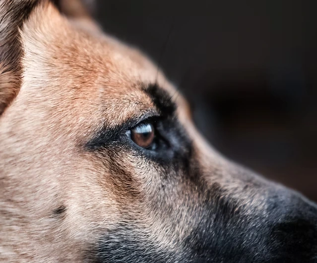 Mon chien a mordu ! Est-il un chien méchant ?